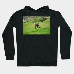 A pair of Ponies, Shetlands of Flamborough Hoodie